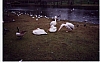 londres 2006 68.jpg